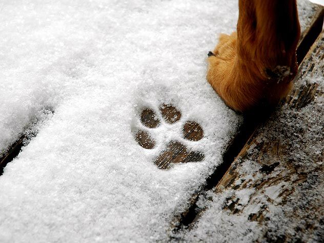 Cold Weather Dog
